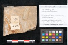 Foto (Objekt + Etikett) von Asplenites reussii Ettingshausen (NHMW-GEO-2024-0188-10822)